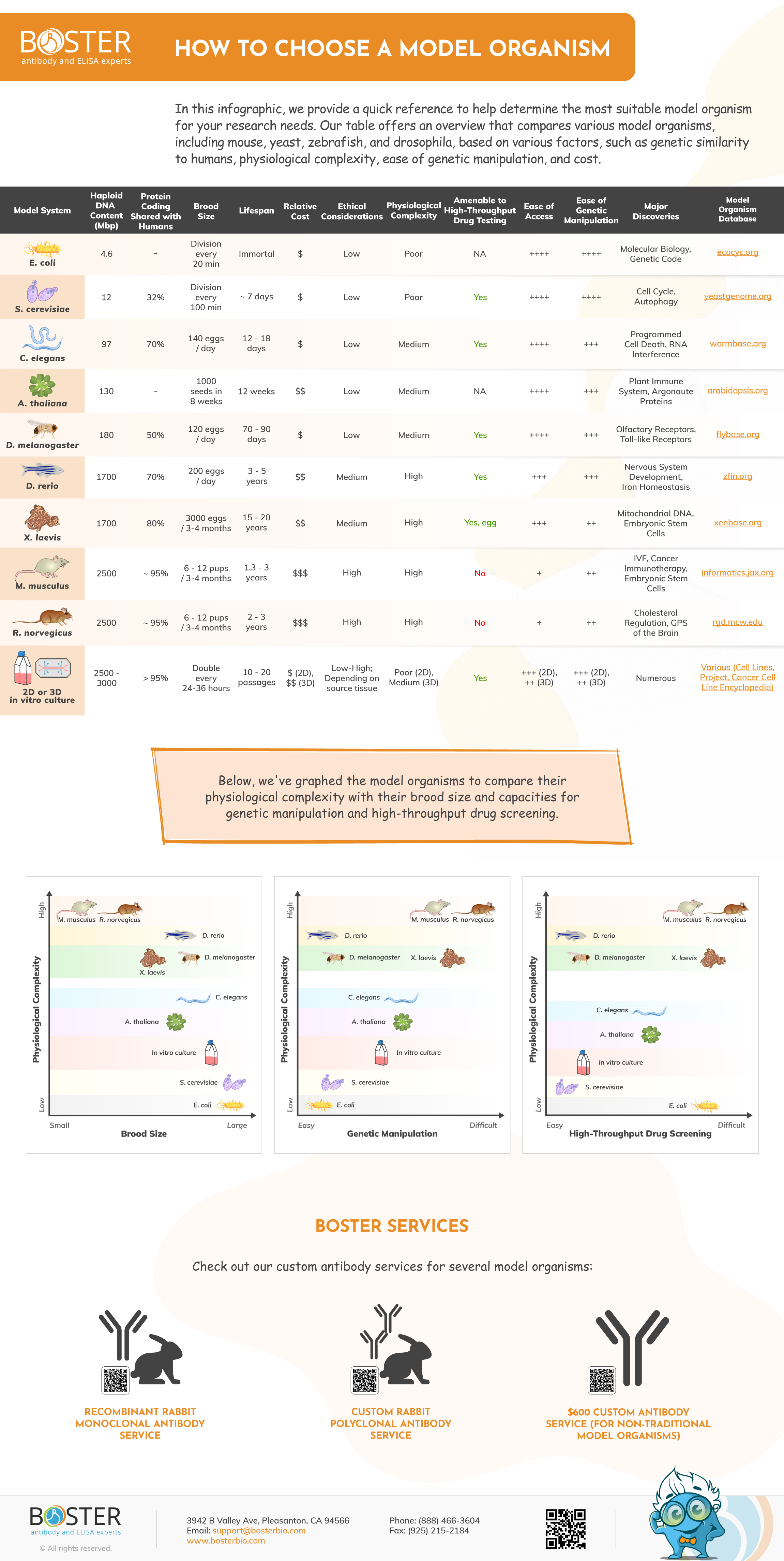 How to choose a model organism infographic