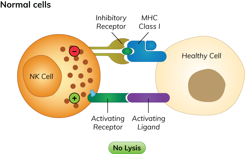  Mechanism of immunological-self recognition by NK cells illustration