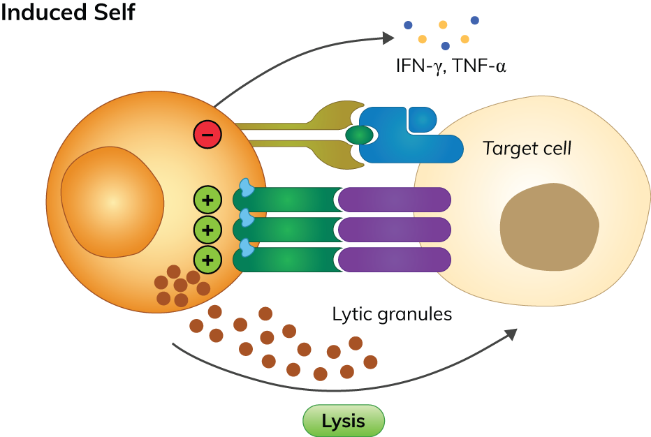  Mechanism of induced-self recognition by NK cells illustration