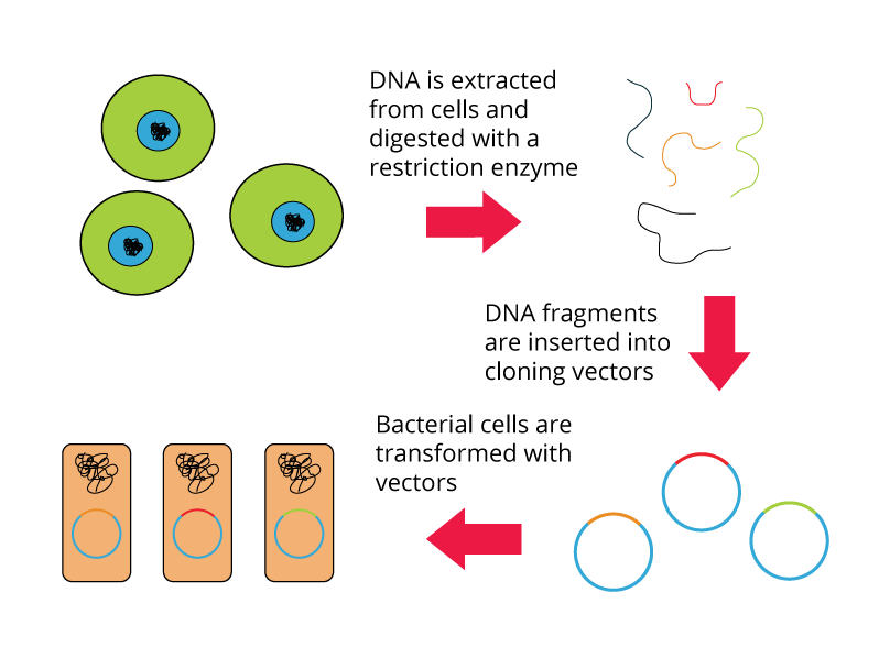 PCR and Molecular Biology Fundamental Principles
