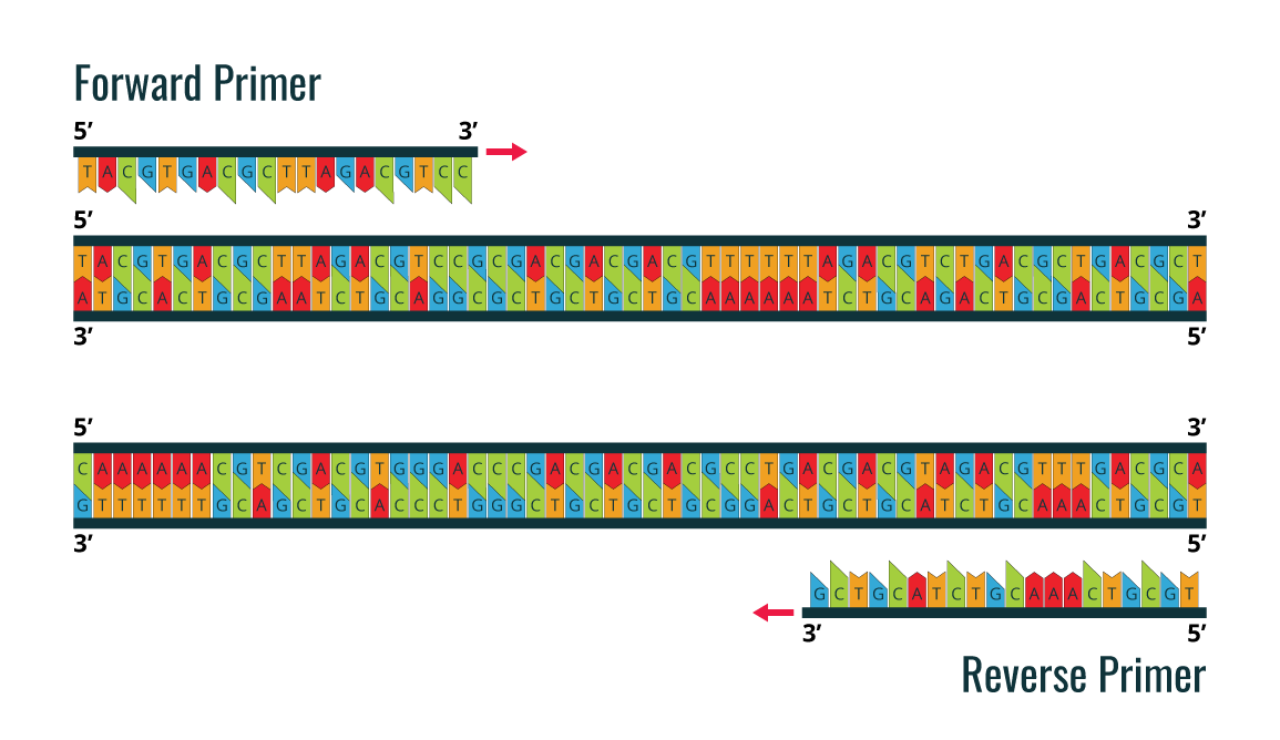 Reverse and Forward Primer example