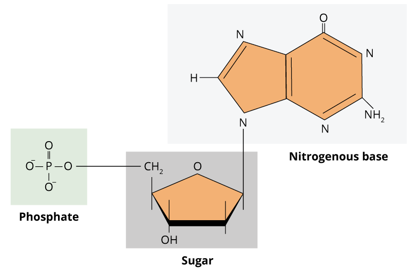 Nucleotide Structure Diagram