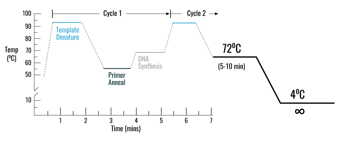 PCR Cycle Settings Graph