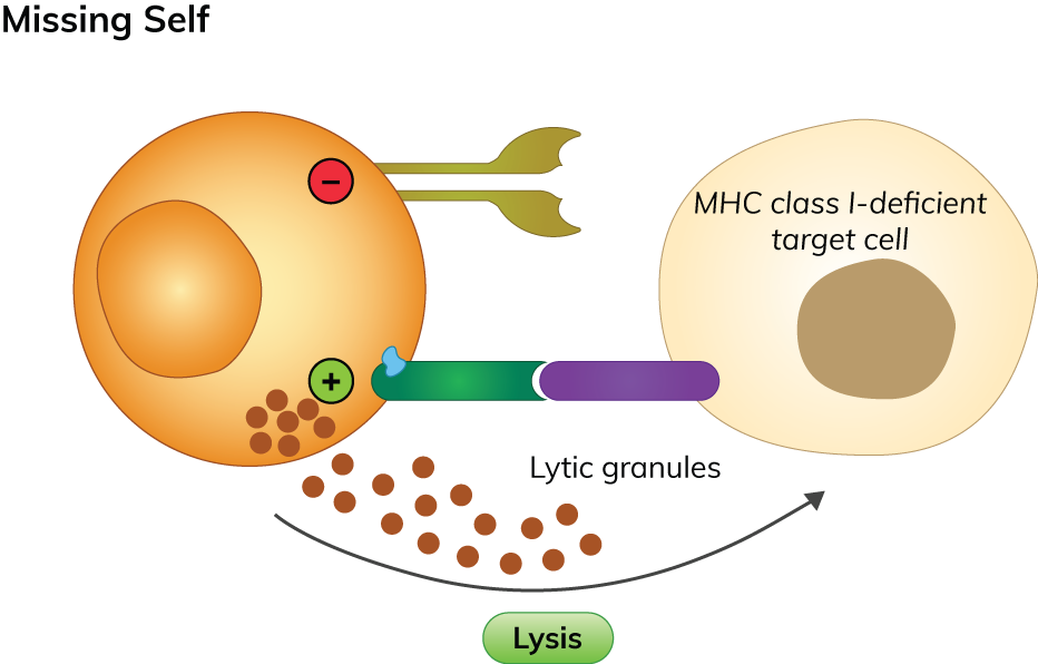  Mechanism of missing-self recognition by NK cells illustration