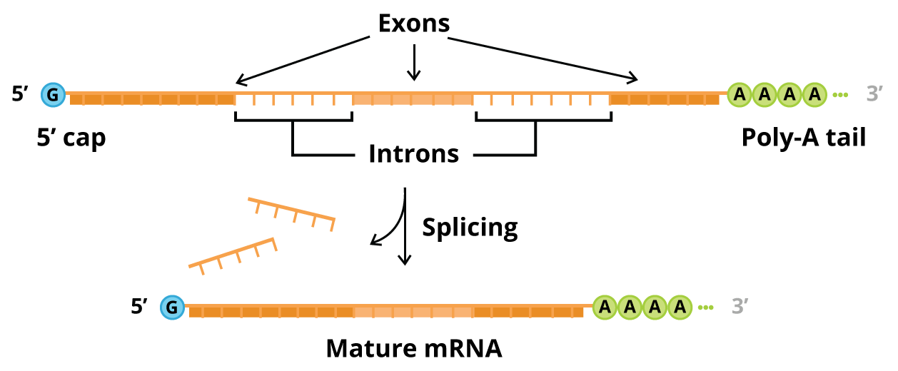  Alternative splicing and RNA processing effects on western blot band size illustration