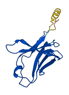 IGLV4-69 3D structure
