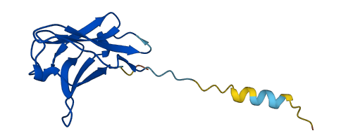 IGLV8-61 3D structure