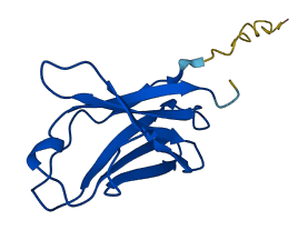 IGLV4-60 3D structure