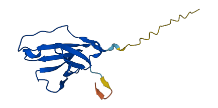 IGLV4-3 3D structure