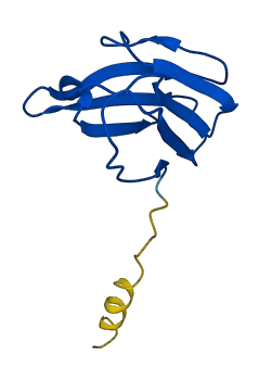TRBV24-1 3D structure