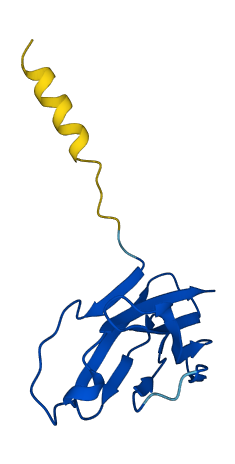 TRBV25-1 3D structure