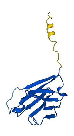 IGHV3-64 3D structure