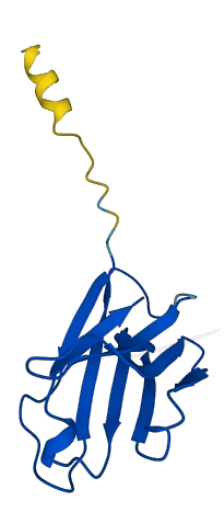 IGHV4-4 3D structure