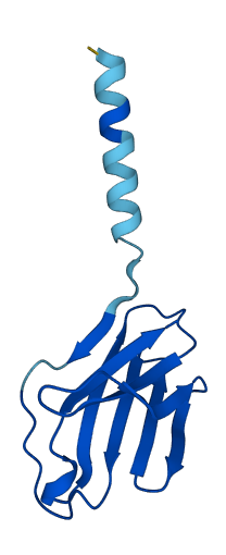 TRAV12-2 3D structure