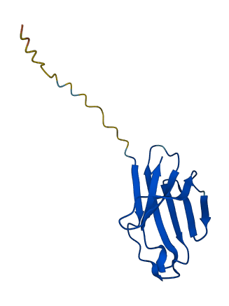 TRAV7 3D structure