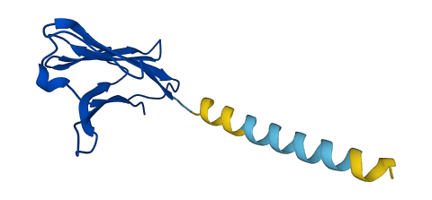TRAV23DV6 3D structure