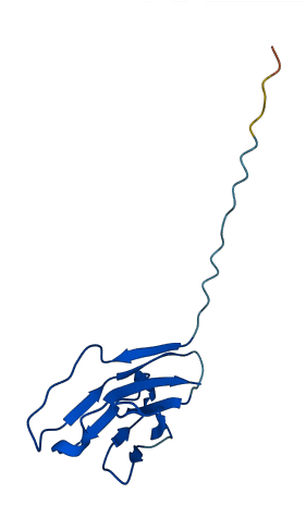 TRAV18 3D structure
