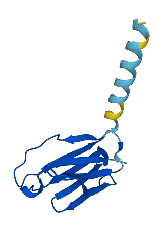 TRAV30 3D structure