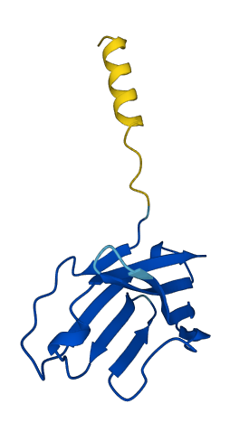TRBV16 3D structure
