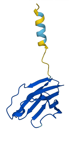 TRBV18 3D structure