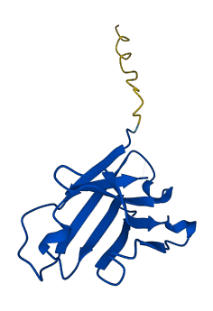 IGHV3-49 3D structure