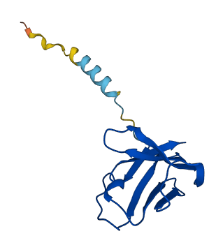 TRBV13 3D structure