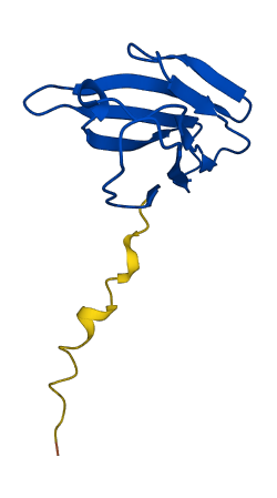 TRBV6-6 3D structure