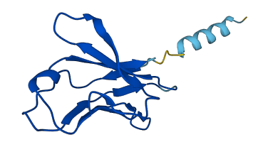 TRAV16 3D structure