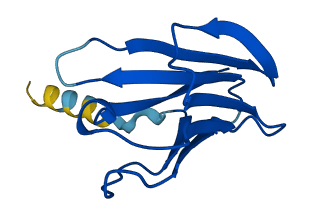 TRBV9 3D structure