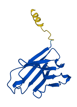 IGHV3-73 3D structure