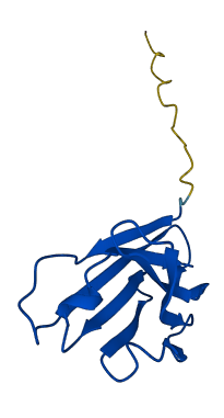 IGHV3-74 3D structure