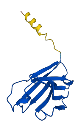 IGHV3-43 3D structure