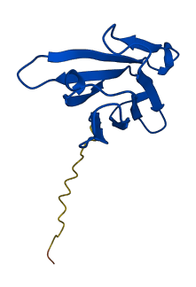 IGHV3-72 3D structure