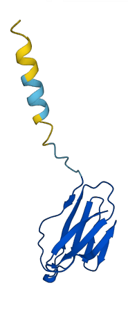 TRAV2 3D structure