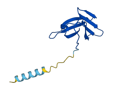 TRAV13-2 3D structure