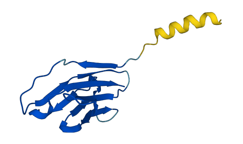 TRAV8-2 3D structure