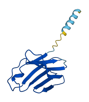 TRAV10 3D structure