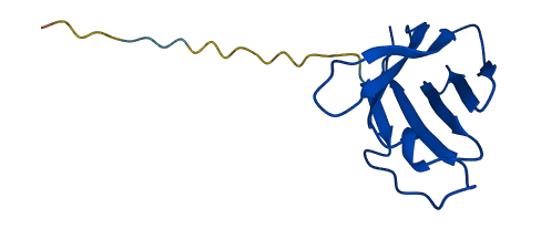 TRAV13-1 3D structure