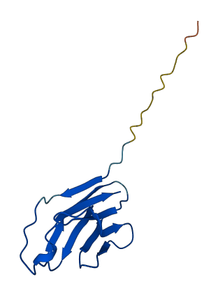 TRAV8-6 3D structure