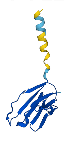 TRAV39 3D structure