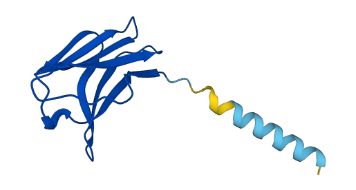 TRAV41 3D structure
