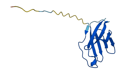 TRAV4 3D structure