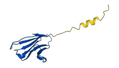 TRAV24 3D structure