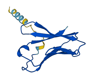 TRAV17 3D structure