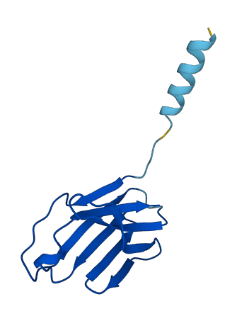 TRAV21 3D structure