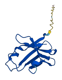 IGHV1-18 3D structure