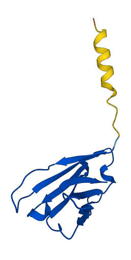 IGHV3-20 3D structure