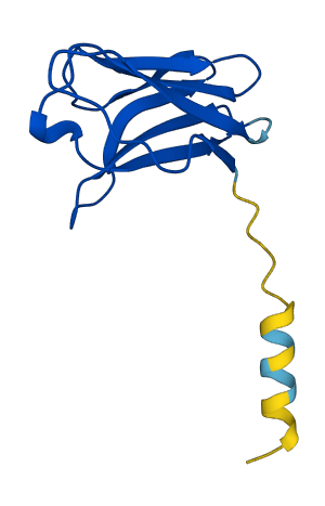 TRBV5-4 3D structure