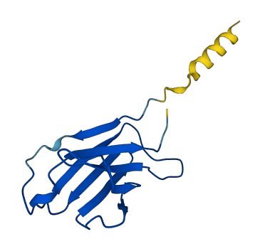 IGKV2-24 3D structure
