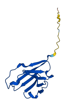 IGHV1-69-2 3D structure